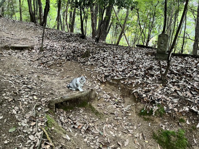 �Ε���\���